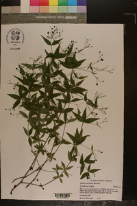 Galium latifolium image