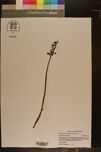 Corallorhiza bentleyi image