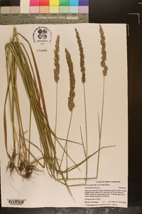 Calamagrostis coarctata image