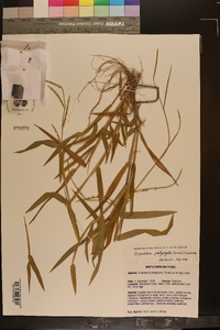 Urochloa platyphylla image