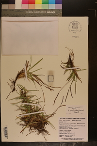 Eremochloa ophiuroides image