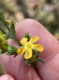 Hypericum drummondii image