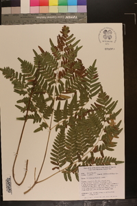 Pteridium aquilinum subsp. pseudocaudatum image