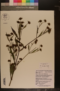 Bidens connata image