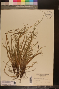 Carex nigromarginata image