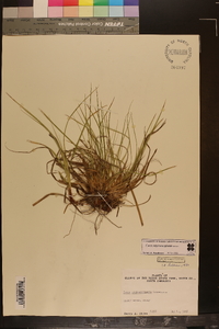 Carex nigromarginata image