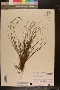 Carex nigromarginata image