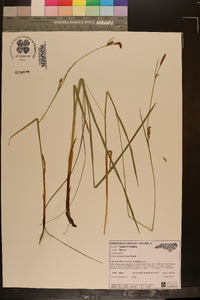 Carex biltmoreana image