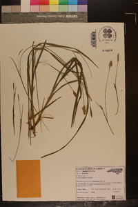 Carex radfordii image