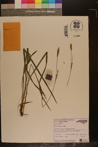 Carex radfordii image