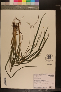 Carex radfordii image