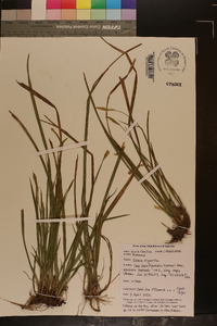 Scleria oligantha image