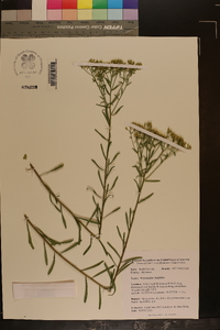 Sericocarpus linifolius image