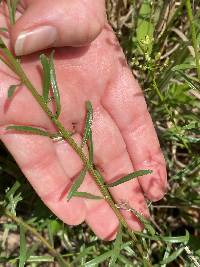 Sericocarpus linifolius image