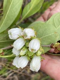 Lyonia mariana image