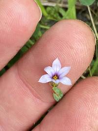 Sisyrinchium rosulatum image