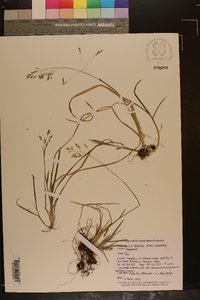 Poa autumnalis image