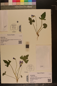 Viola palmata image