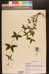 Galium lanceolatum image