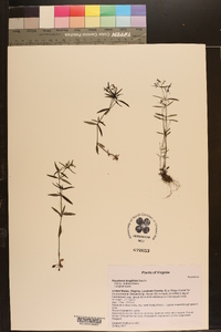 Houstonia longifolia image