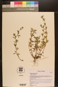 Trifolium arvense image