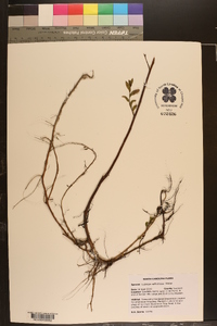 Ludwigia suffruticosa image