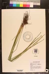 Eleocharis tricostata image