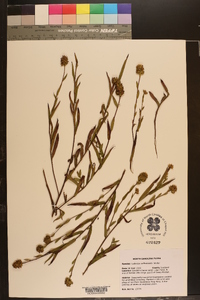 Ludwigia suffruticosa image