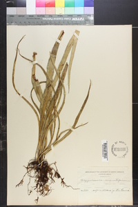 Campyloneurum angustifolium image