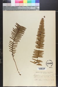 Polypodium semihirsutum image