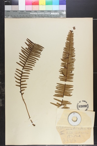 Polypodium semihirsutum image