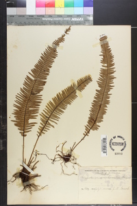 Polypodium semihirsutum image