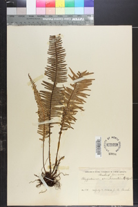 Polypodium semihirsutum image