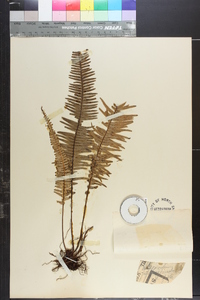 Polypodium semihirsutum image