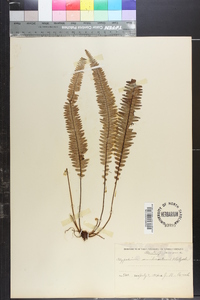 Polypodium semihirsutum image