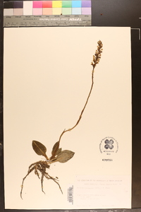 Goodyera pubescens image