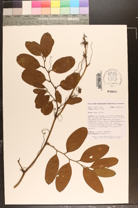 Smilax laurifolia image