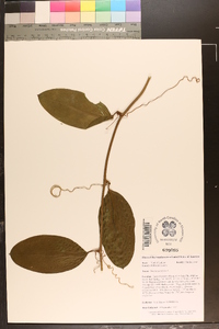 Smilax laurifolia image