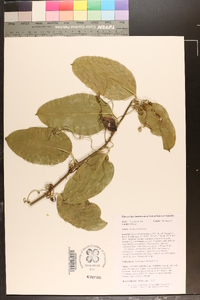 Smilax laurifolia image