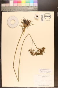 Polygala cymosa image