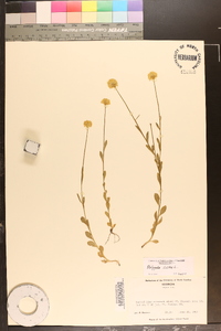 Polygala lutea image