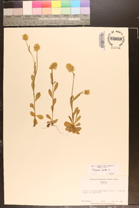 Polygala lutea image