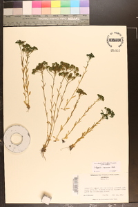 Polygala ramosa image