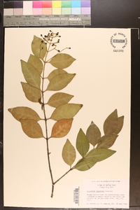 Ligustrum japonicum image