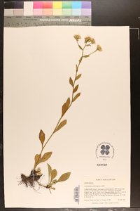 Sericocarpus asteroides image