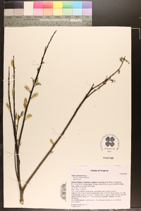 Salix sericea image