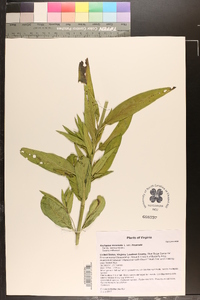 Asclepias incarnata var. incarnata image