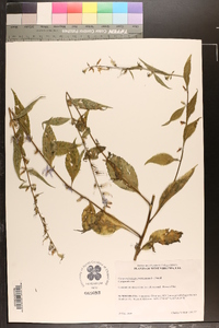 Campanulastrum americanum image