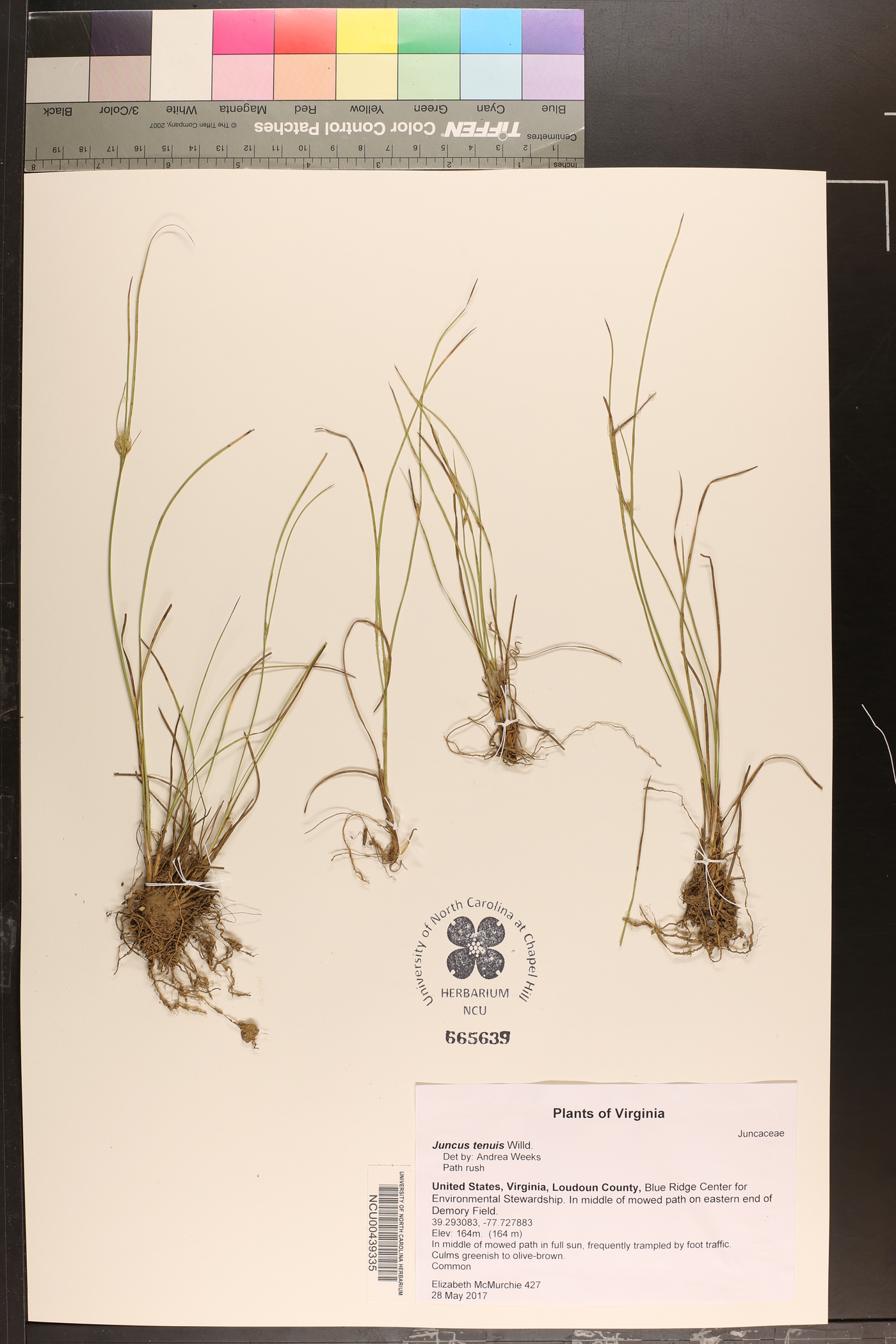 Juncus abjectus image