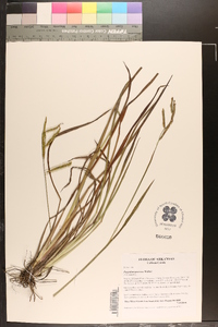 Paspalum praecox image